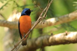 Organka śpiewna - Euphonia musica - Antillean Euphonia