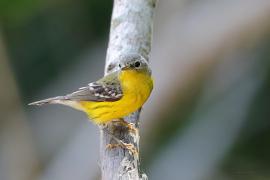 Lasówka sosnowa - Setophaga pinus - Pine Warbler