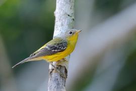 Lasówka sosnowa - Setophaga pinus - Pine Warbler
