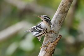 Pstroszka - Mniotilta varia - Black-and-white Warbler