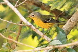 Lasówka sosnowa - Setophaga pinus - Pine Warbler
