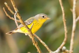 Lasówka sosnowa - Setophaga pinus - Pine Warbler