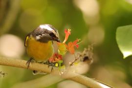 Cukrzyk bananowy- Coereba flaveola - Bananaquit