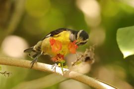 Cukrzyk bananowy- Coereba flaveola - Bananaquit