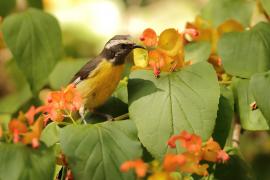 Cukrzyk bananowy- Coereba flaveola - Bananaquit