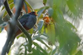 Pilik żółtodzioby - Priotelus roseigaster - Hispaniolan Trogon