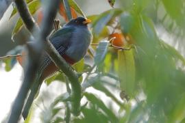 Pilik żółtodzioby - Priotelus roseigaster - Hispaniolan Trogon