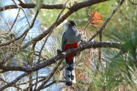 Pilik żółtodzioby - Priotelus roseigaster - Hispaniolan Trogon