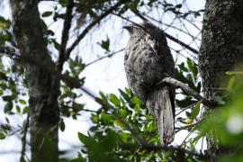 Nocolot północny - Nyctibius jamaicensis - Northern Potoo