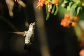 Koliberek miodowy - Mellisuga minima - Vervain Hummingbird