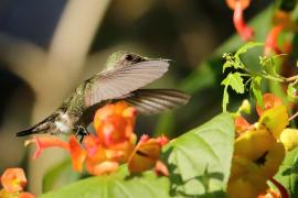 Koliberek miodowy - Mellisuga minima - Vervain Hummingbird