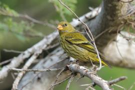 Czyż antylski - Spinus dominicensis - Antillean Siskin