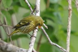 Czyż antylski - Spinus dominicensis - Antillean Siskin