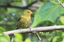 Czyż antylski - Spinus dominicensis - Antillean Siskin