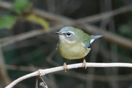 Lasówka granatowa - Setophaga caerulescens - Black-throated Blue Warbler