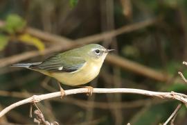 Lasówka granatowa - Setophaga caerulescens - Black-throated Blue Warbler