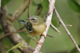 Lasówka granatowa - Setophaga caerulescens - Black-throated Blue Warbler