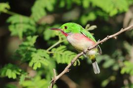 Płaskodziobek duży - Todus subulatus - Broad-billed Tody