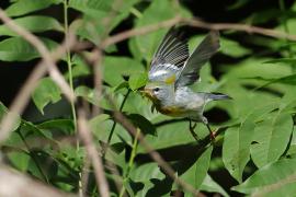 Lasówka obrożna - Setophaga americana - Northern Parula
