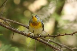 Lasówka obrożna - Setophaga americana - Northern Parula