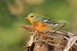 Lasówka obrożna - Setophaga americana - Northern Parula