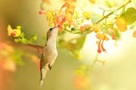 Koliberek miodowy - Mellisuga minima - Vervain Hummingbird