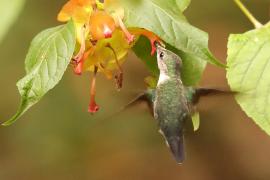 Koliberek miodowy - Mellisuga minima - Vervain Hummingbird