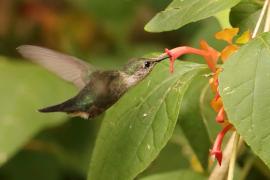 Koliberek miodowy - Mellisuga minima - Vervain Hummingbird