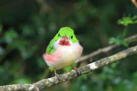 Płaskodziobek duży - Todus subulatus - Broad-billed Tody