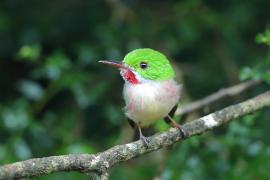 Płaskodziobek duży - Todus subulatus - Broad-billed Tody
