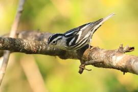 Pstroszka - Mniotilta varia - Black-and-white Warbler