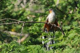 Jaszczurkojad szary - Coccyzus longirostris - Hispaniolan Lizard-Cuckoo