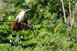 Jaszczurkojad szary - Coccyzus longirostris - Hispaniolan Lizard-Cuckoo