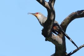 Jaszczurkojad szary - Coccyzus longirostris - Hispaniolan Lizard-Cuckoo