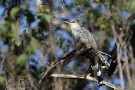 Jaszczurkojad szary - Coccyzus longirostris - Hispaniolan Lizard-Cuckoo