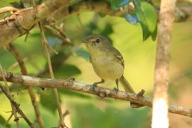 Wireonek płaskodzioby - Vireo nanus - Flat-billed Vireo