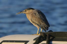 Czapla zielonawa - Butorides striata - Striated Heron