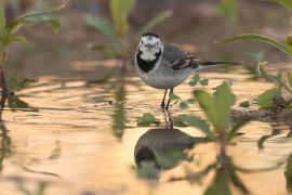 Pliszka siwa - Motacilla alba - White Wagtail