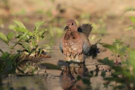 Synogarlica senegalska - Streptopelia senegalensis - Laughing Dove