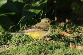 Pliszka żółta - Motacilla flava - Yellow Wagtail