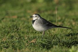 Pliszka siwa - Motacilla alba - White Wagtail