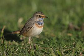 Podróżniczek - Luscinia svecica - Bluethroat