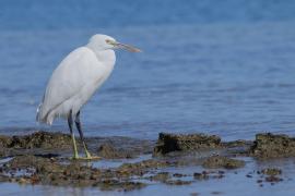 Czapla rafowa - Egretta gularis - Western Reef-Egret