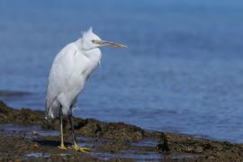 Czapla rafowa - Egretta gularis - Western Reef-Egret