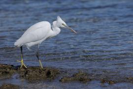 Czapla rafowa - Egretta gularis - Western Reef-Egret