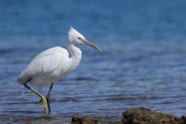 Czapla rafowa - Egretta gularis - Western Reef-Egret