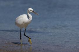 Czapla rafowa - Egretta gularis - Western Reef-Egret