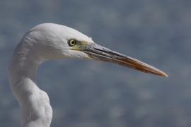 Czapla rafowa - Egretta gularis - Western Reef-Egret