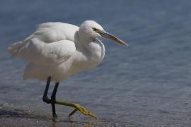 Czapla rafowa - Egretta gularis - Western Reef-Egret