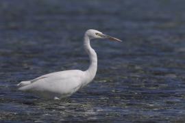 Czapla rafowa - Egretta gularis - Western Reef-Egret